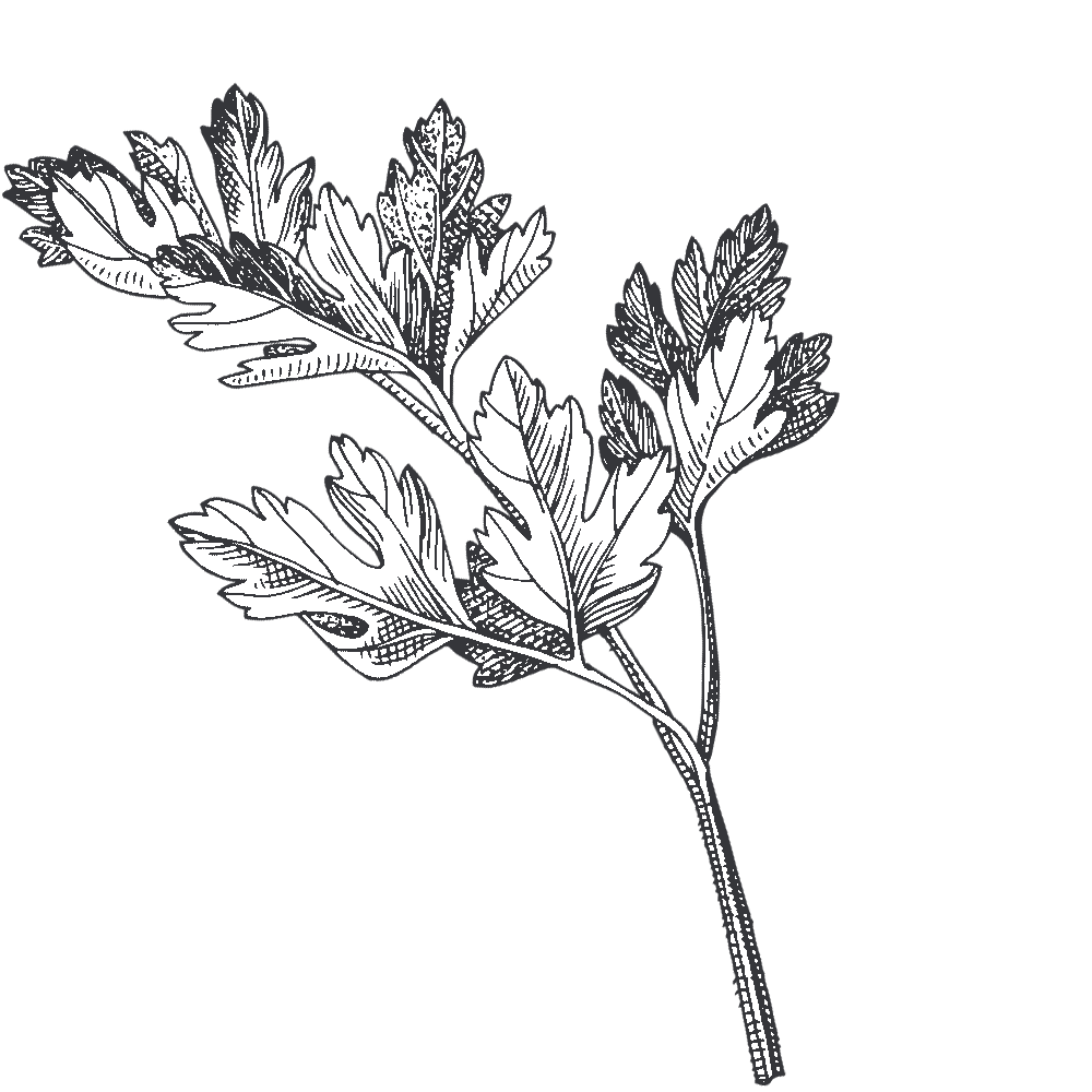 Illustrated parsley