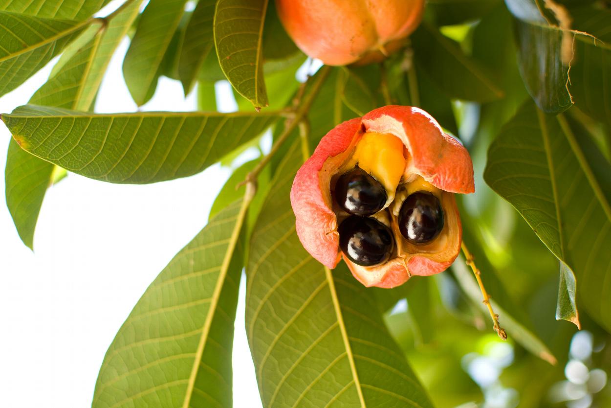 Ackee fruit tree